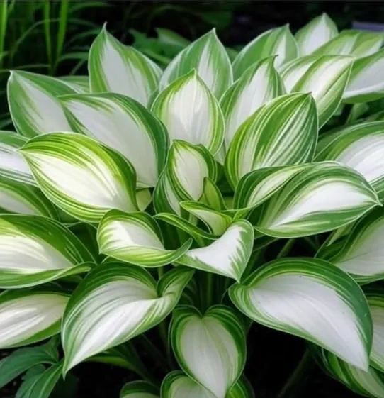 Смесени редки семена от хоста 🌿