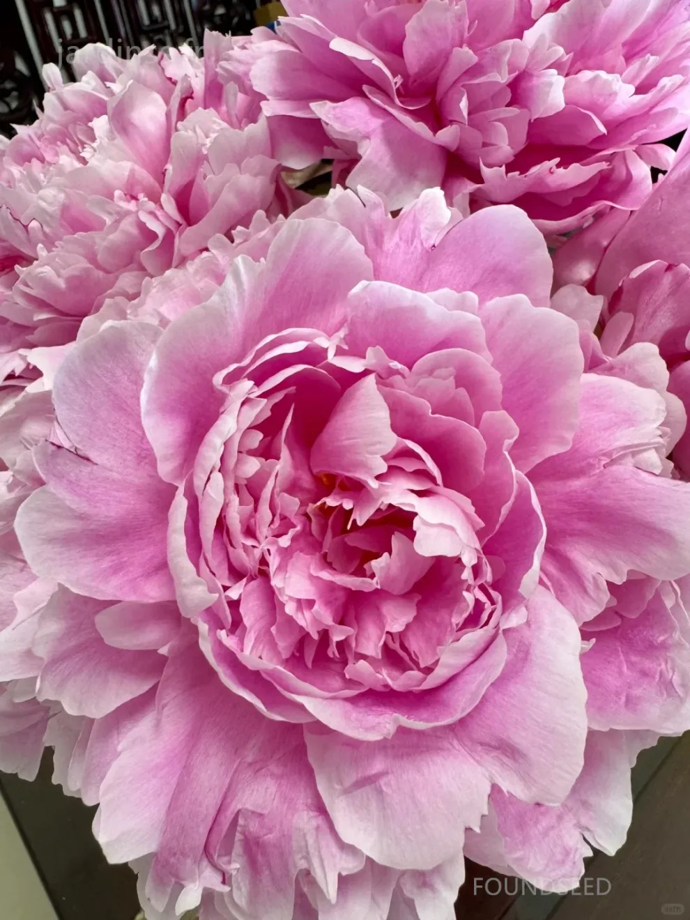 🌸 Семена от божур