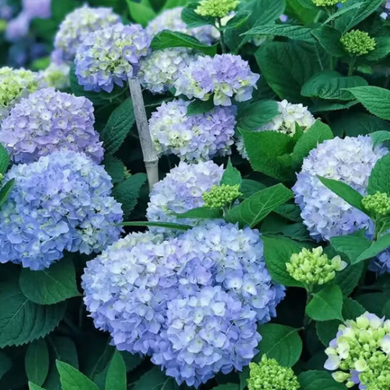 ✨ Семена от цветна гигантска хортензия – многогодишни цветя – лесни за засаждане 🍃