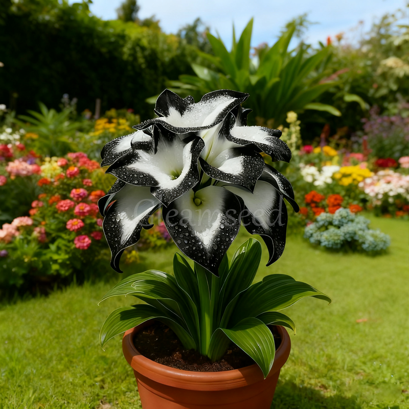 ❄️ Рядък нов сорт луковици на синя кала Ice Blue 💙 – Лесна за отглеждане, устойчива на студ и топлина