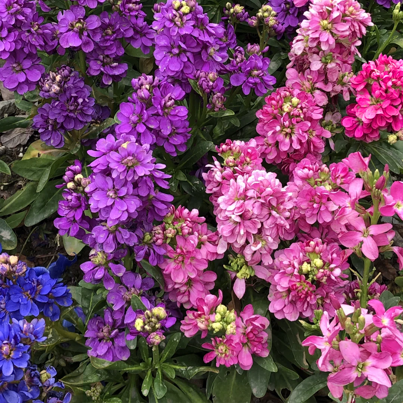 Романтични семена от двойна виолетка за градини и стайни растения