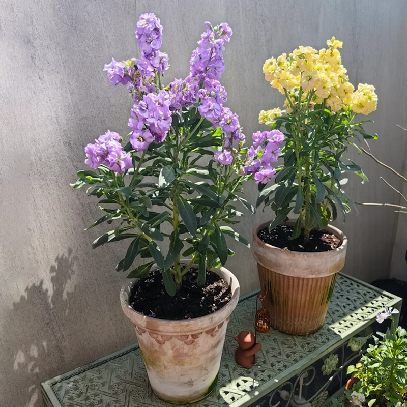 Романтични семена от двойна виолетка за градини и стайни растения