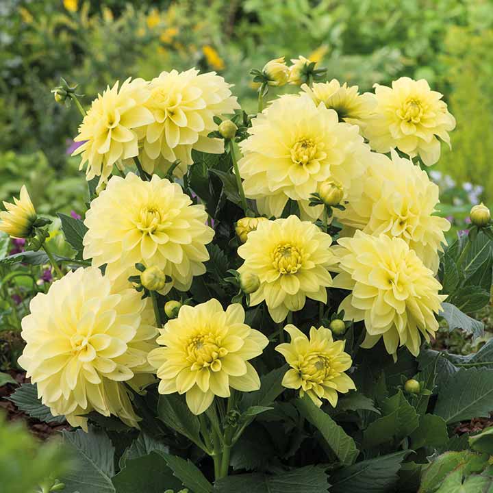 💐 Семена на цветна далия – Силата на живота