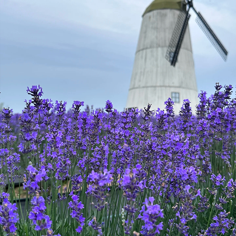 Lavender seeds four seasons sowing easy to live outdoor garden potted plants flowers perennial cold-resistant flower seeds