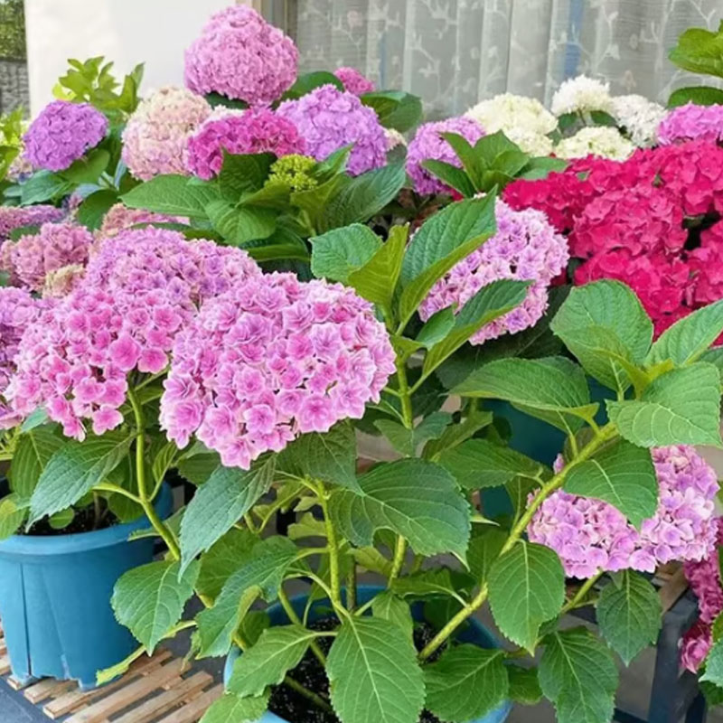 ✨ Семена от цветна гигантска хортензия – многогодишни цветя – лесни за засаждане 🍃