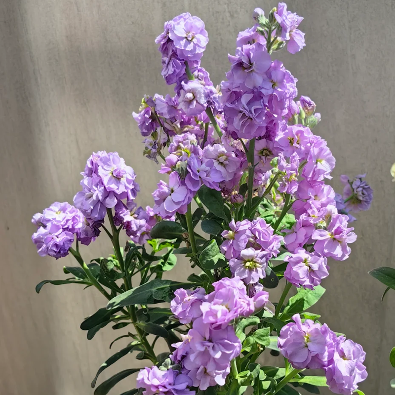 Романтични семена от двойна виолетка за градини и стайни растения