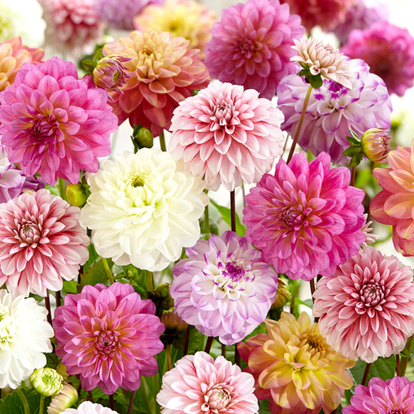 💐 Семена на цветна далия – Силата на живота