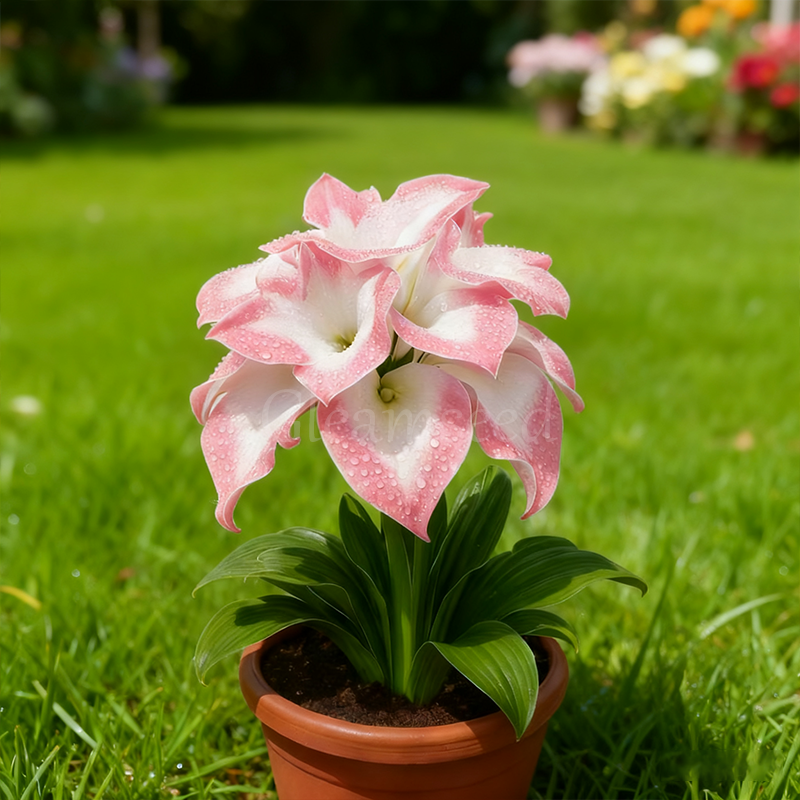 ❄️ Рядък нов сорт луковици на синя кала Ice Blue 💙 – Лесна за отглеждане, устойчива на студ и топлина