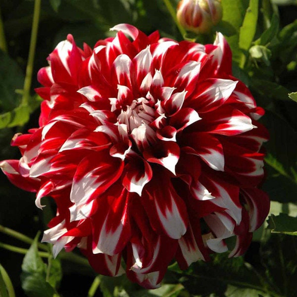 💐 Семена на цветна далия – Силата на живота