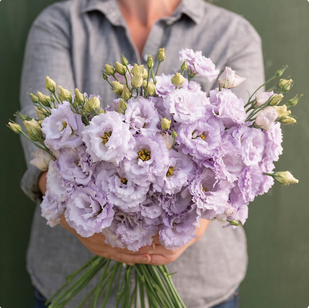 🌺 Лизиантус – Искрена любов