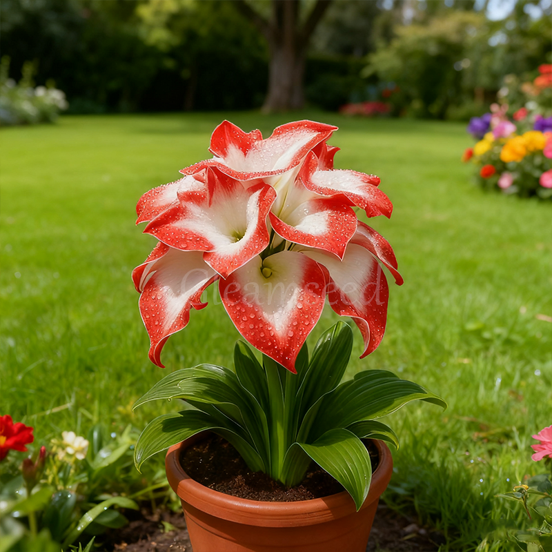 ❄️ Рядък нов сорт луковици на синя кала Ice Blue 💙 – Лесна за отглеждане, устойчива на студ и топлина