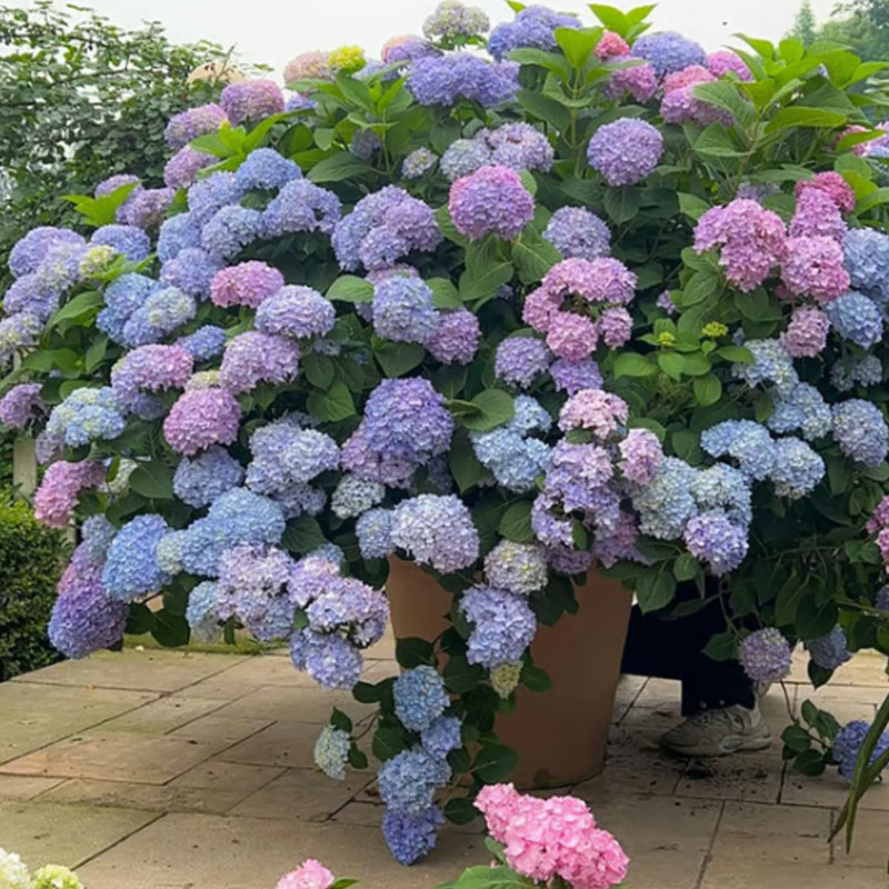 ✨ Семена от цветна гигантска хортензия – многогодишни цветя – лесни за засаждане 🍃