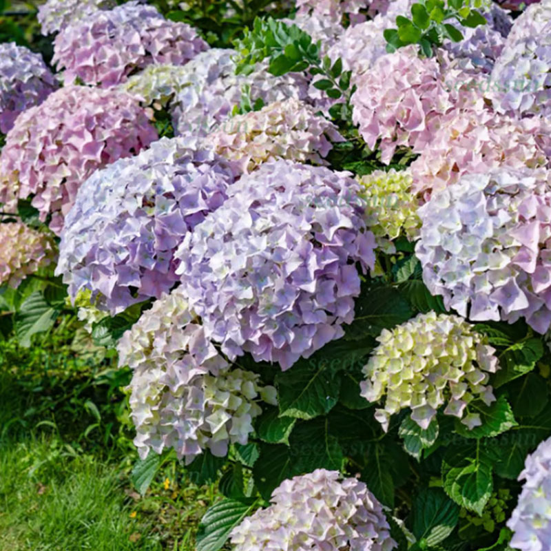 ✨ Семена от цветна гигантска хортензия – многогодишни цветя – лесни за засаждане 🍃
