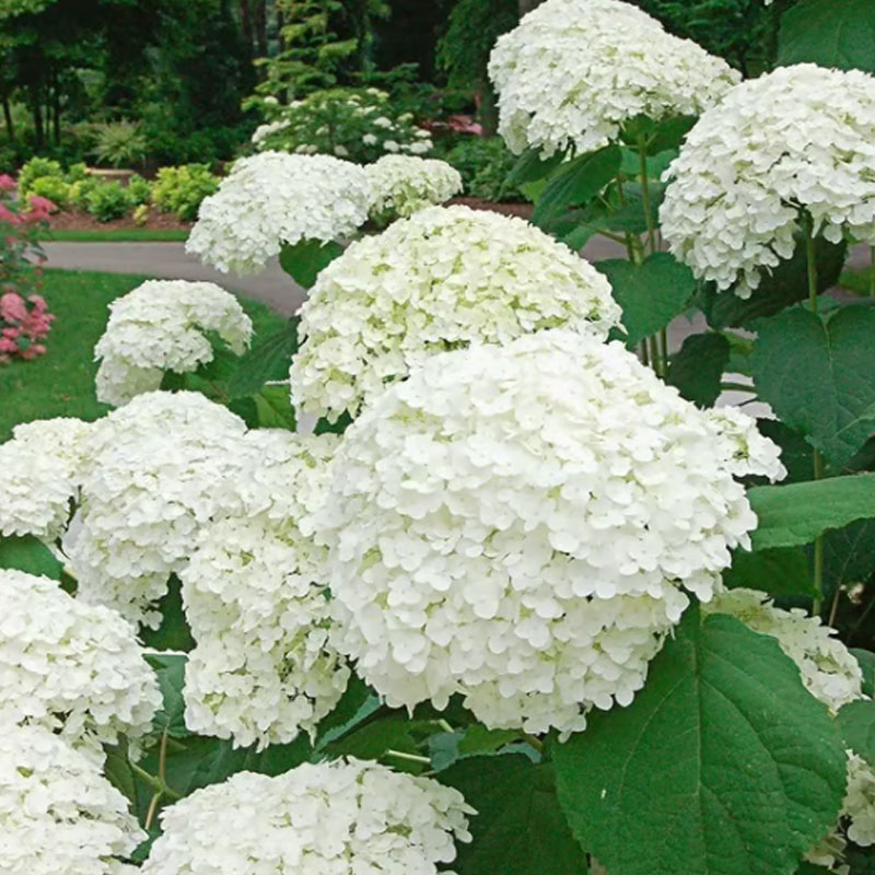✨ Семена от цветна гигантска хортензия – многогодишни цветя – лесни за засаждане 🍃