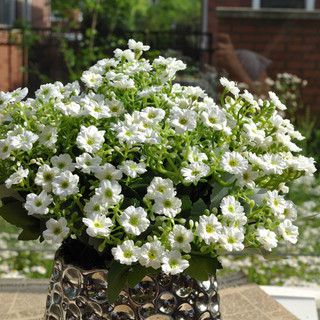 Семена от Аглая одората (Ароматна аглая)