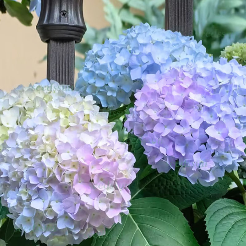 ✨ Семена от цветна гигантска хортензия – многогодишни цветя – лесни за засаждане 🍃