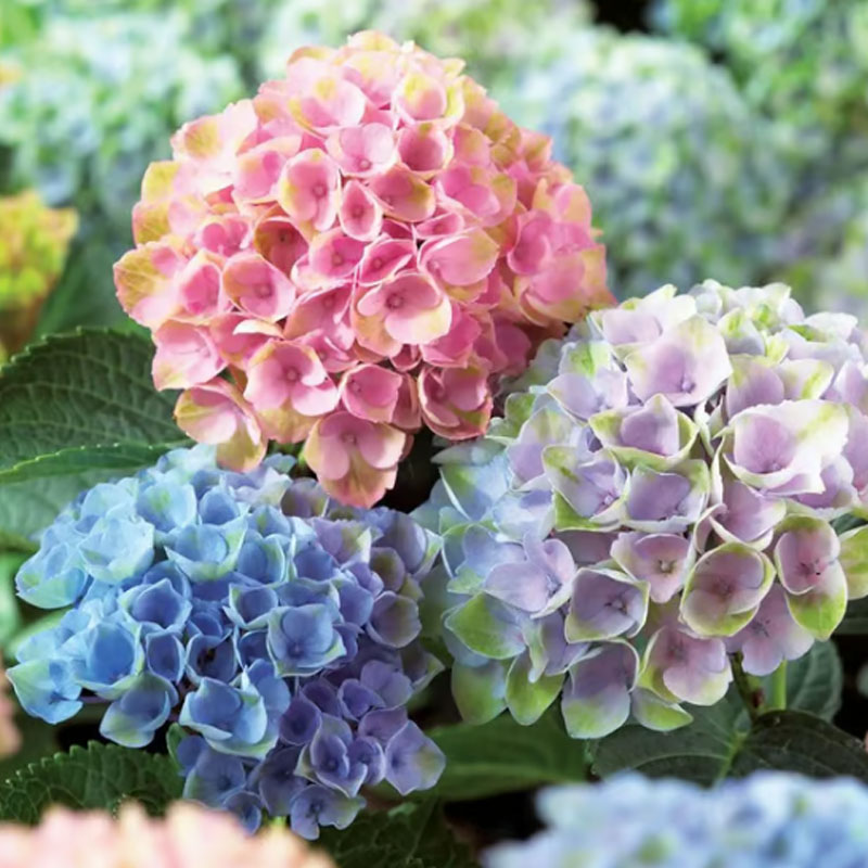 ✨ Семена от цветна гигантска хортензия – многогодишни цветя – лесни за засаждане 🍃