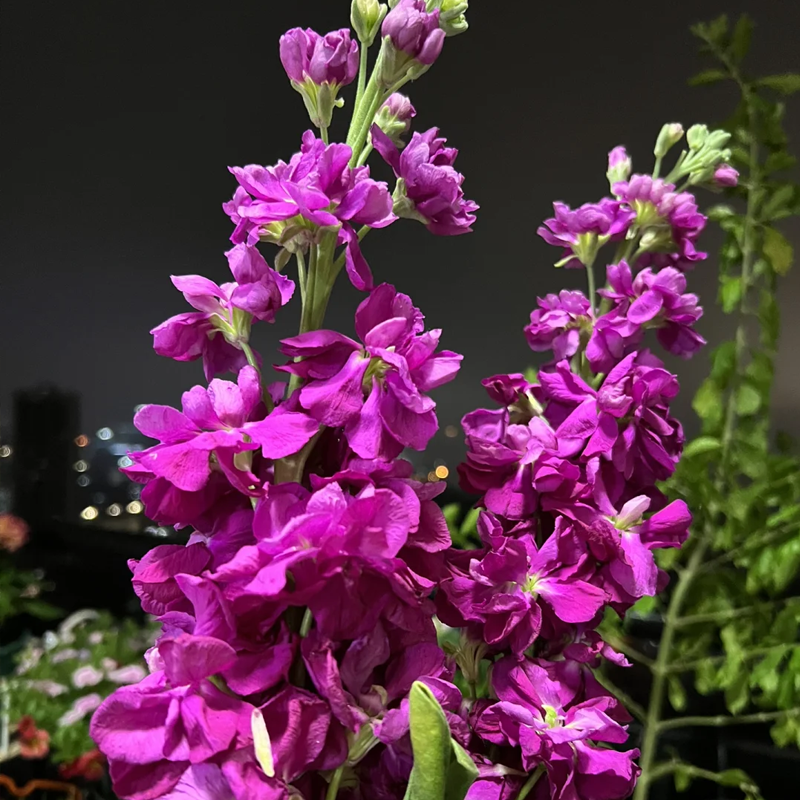 Романтични семена от двойна виолетка за градини и стайни растения