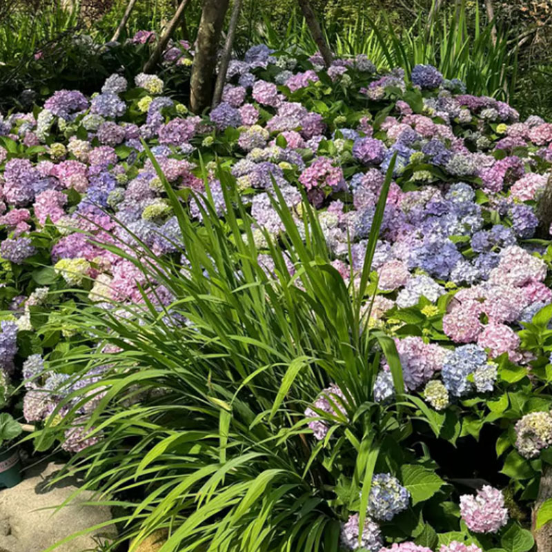 ✨ Семена от цветна гигантска хортензия – многогодишни цветя – лесни за засаждане 🍃