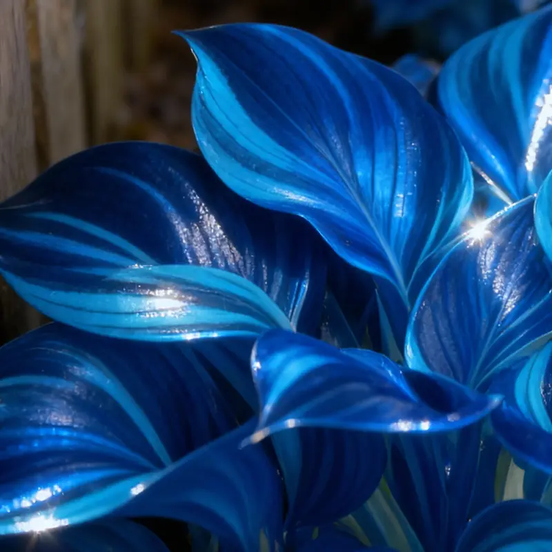 ⭐ Семена Sapphire Hosta – Редки сини листа за впечатляващи сенчести градини