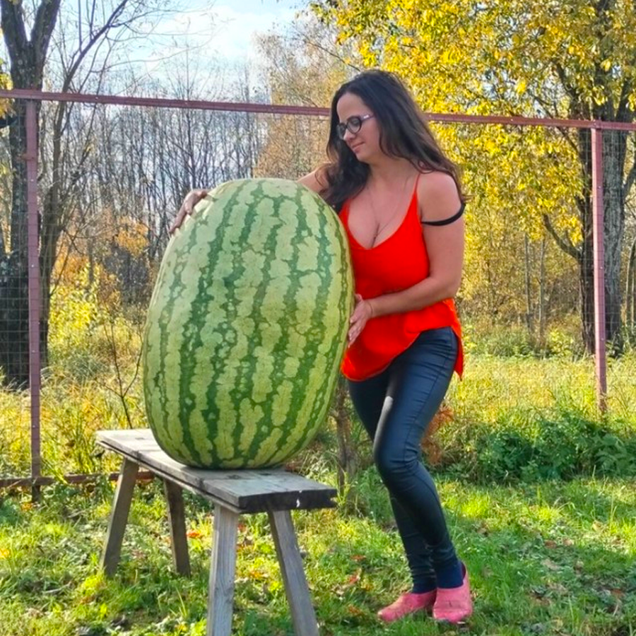 ⏰ Последен ден 50% отстъпка – 🍉 Семена за диня „Лесна работа“