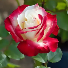 🌹Nyugati Mandala Rózsa Lancaros✨