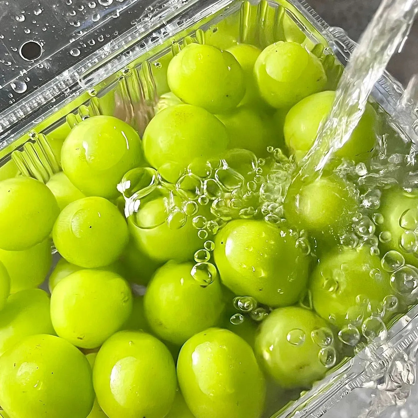 Shine Muscat Tree Seeds-Sunshine Rose Grape(🪴Can be potted)
