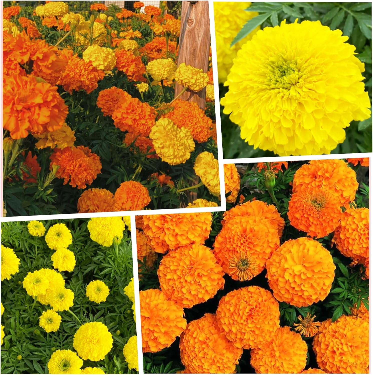 🌸Színes körömvirág magok