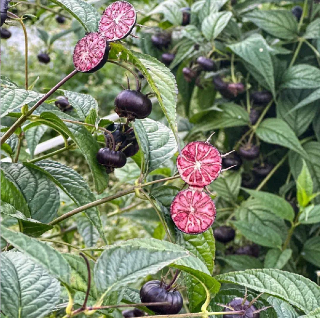 Piros gyümölcsös ginzeng magvak - pók gyümölcs
