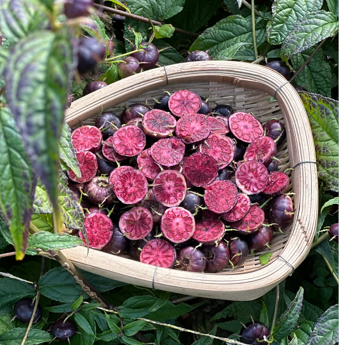 Piros gyümölcsös ginzeng magvak - pók gyümölcs