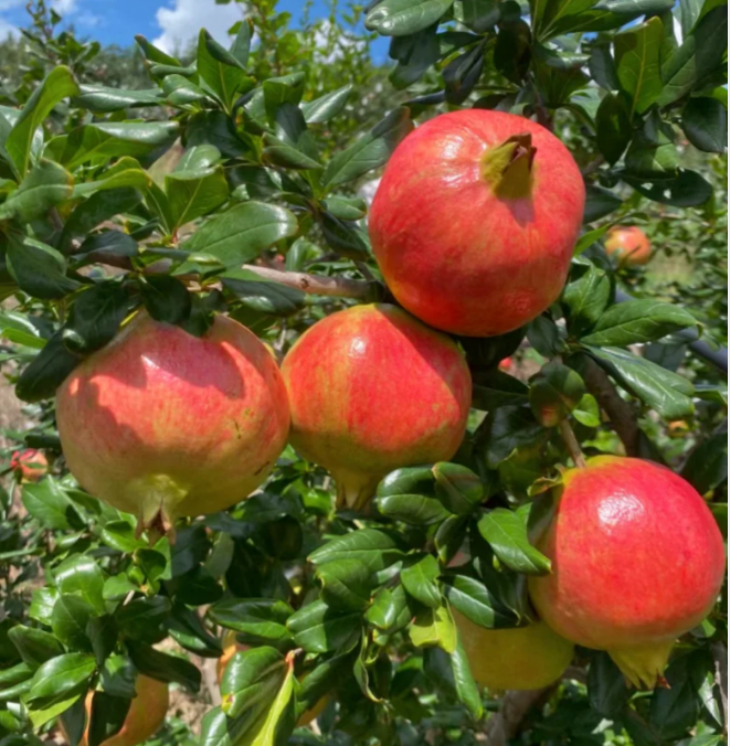 Puha magú gránátalmamagok