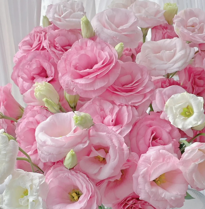 💐Lisianthus – Időtlen szépség, örök szerelem💫