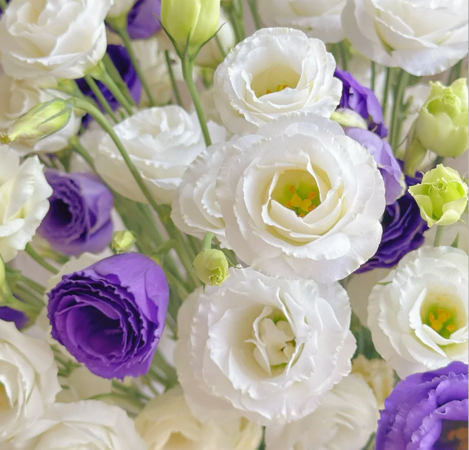 💐Lisianthus – Időtlen szépség, örök szerelem💫