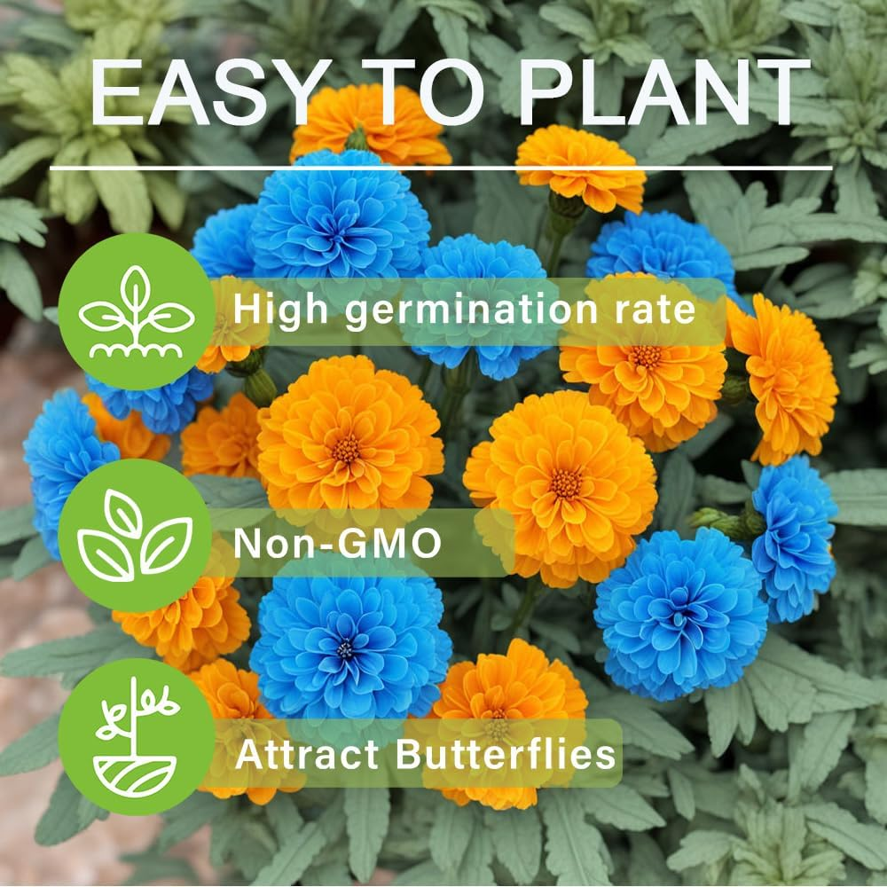 🌸Színes körömvirág magok