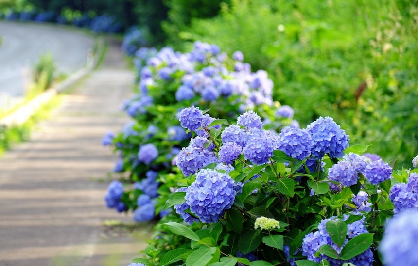日本梅雨季:绣球花真的是花吗?它其实有神奇的魔法! | Minden Japánról