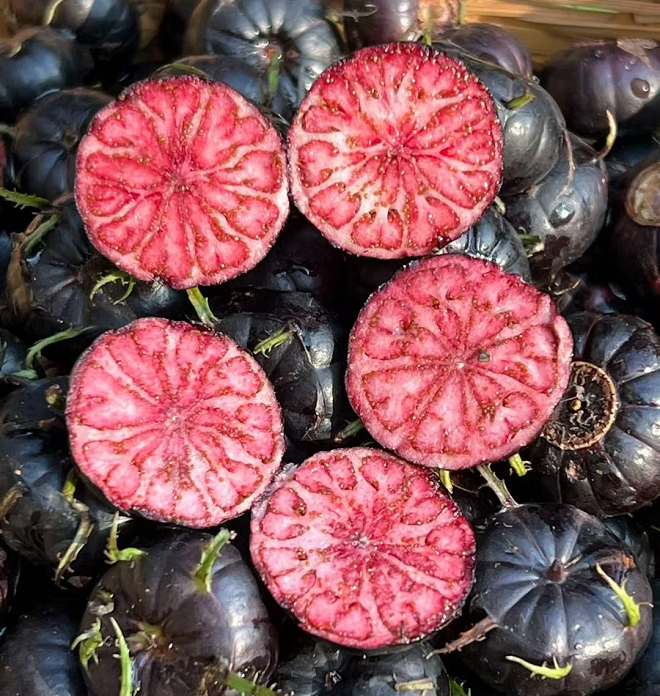 Piros gyümölcsös ginzeng magvak - pók gyümölcs