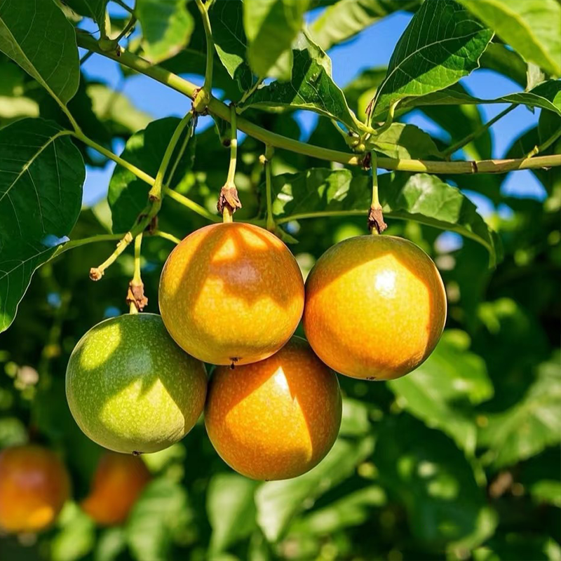 🔥HOT–🌱Sweet Passion Fruit Seeds You Can Grow Anywhere!