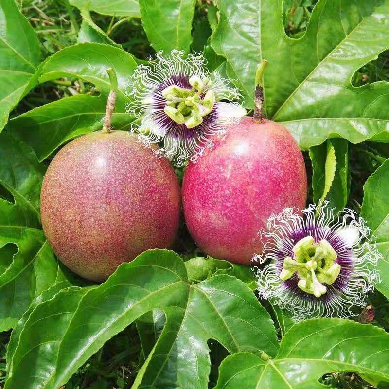 🔥HOT–🌱Sweet Passion Fruit Seeds You Can Grow Anywhere!