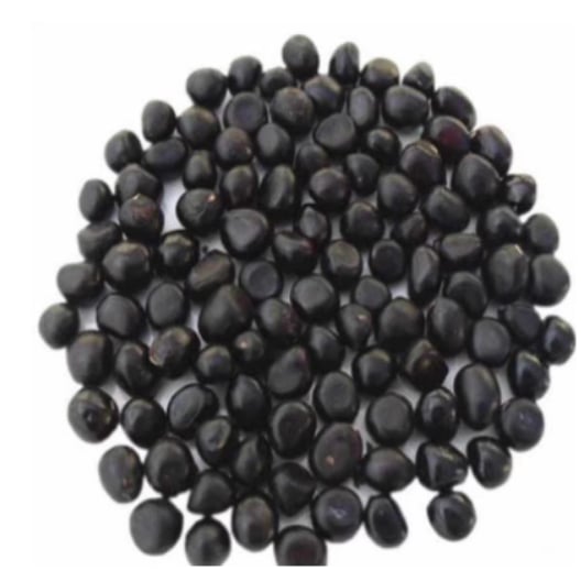 🌺 A VIRÁGOK KIRÁLYNŐJE — TELTVIRÁGÚ PORCSINRÓZSA