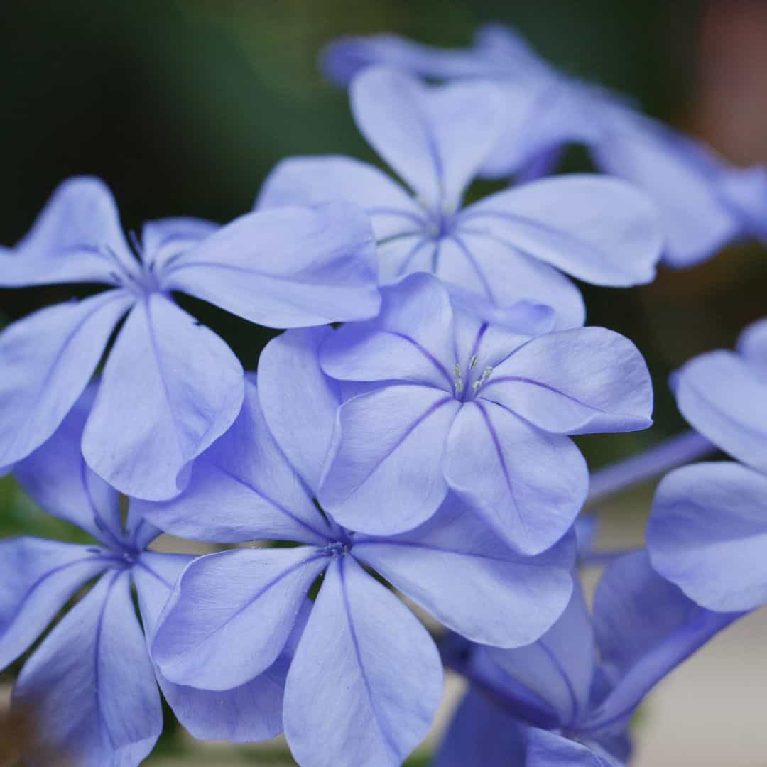 Plumbago Blue (Plumbago Auriculata 'Blue Escape')