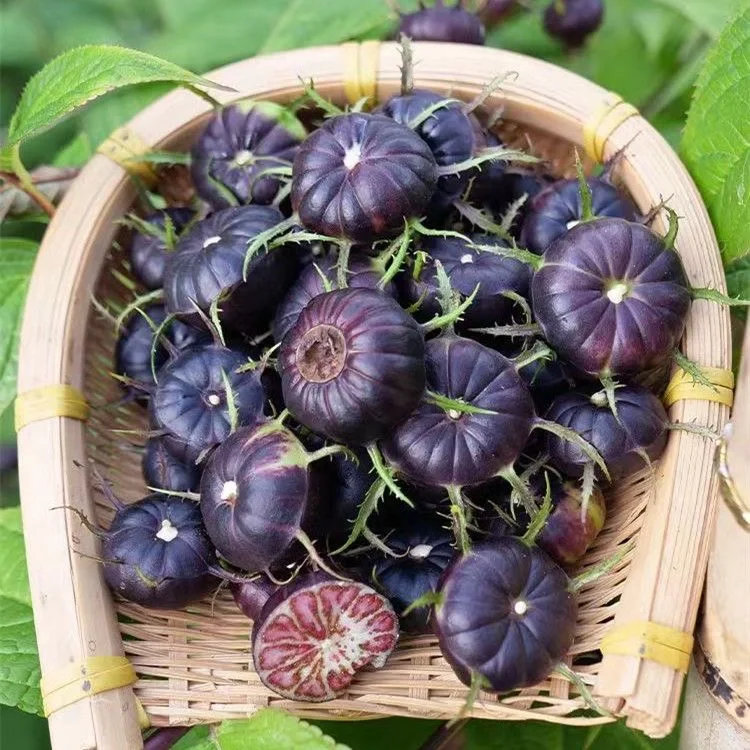 Piros gyümölcsös ginzeng magvak - pók gyümölcs