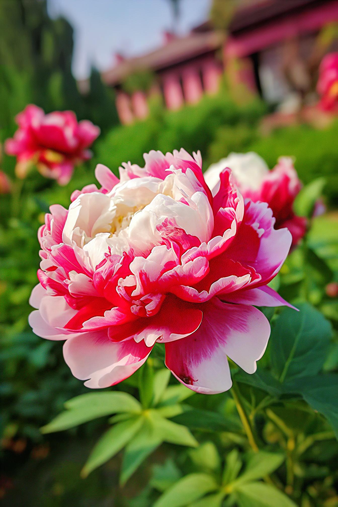 🌸 Színes pünkösdi rózsa magok – a szerencse, a gazdagság és a kerti elegancia szimbóluma ✨