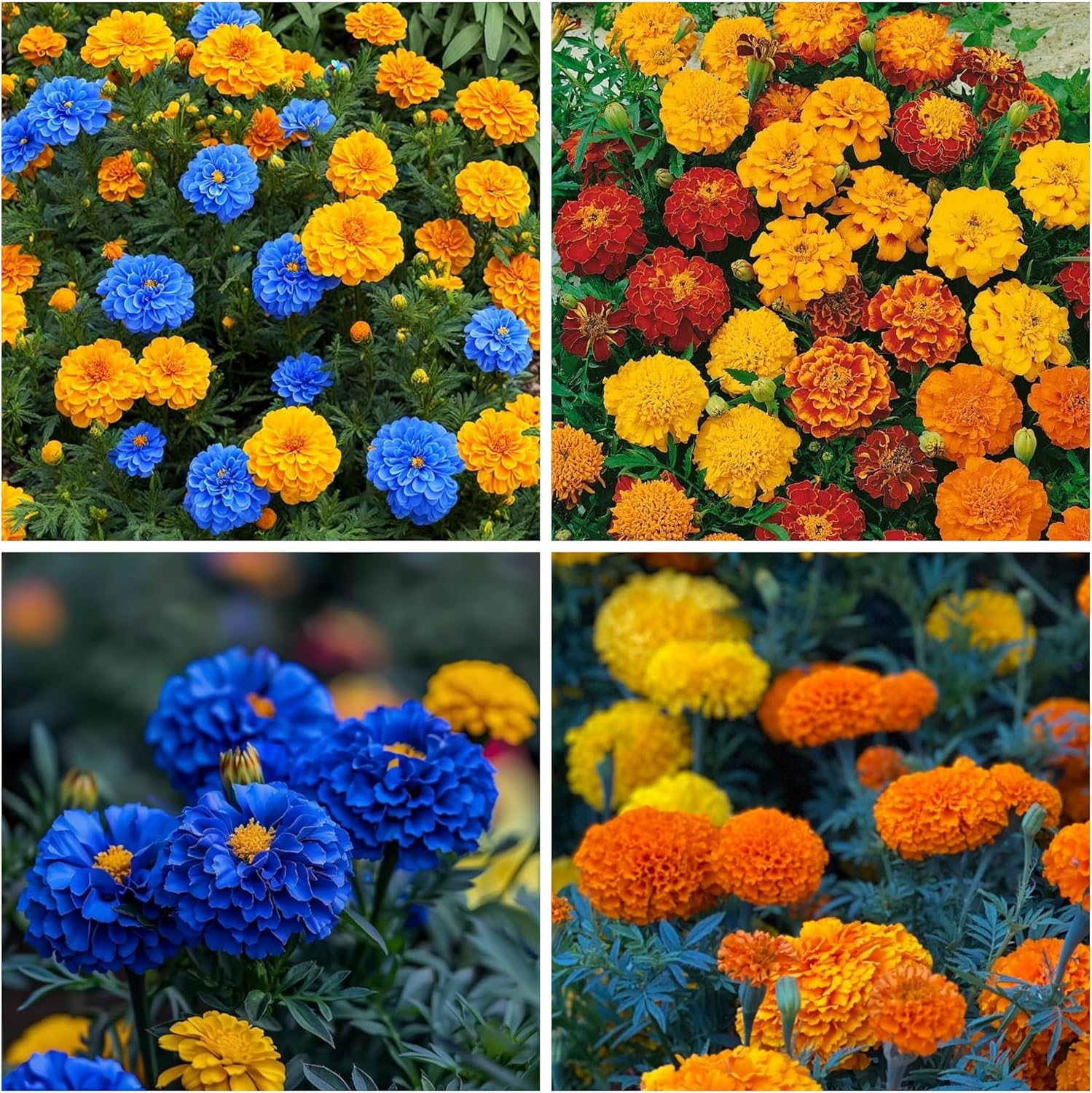 🌸Színes körömvirág magok