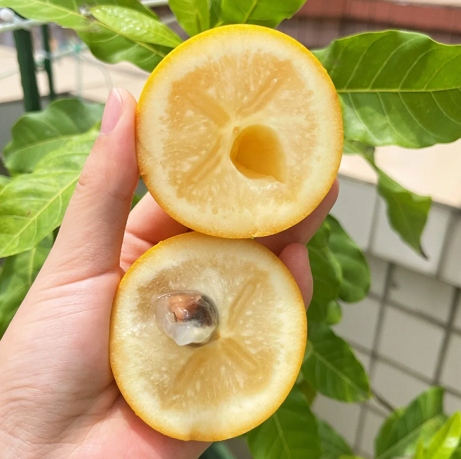 Arany gyümölcsmagok