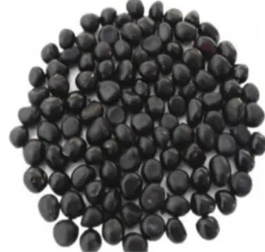 💎Ritka fajok | 7 napos csíráztatás 🌱 50% kedvezmény – Csak ma! Bonsai tállótű magok