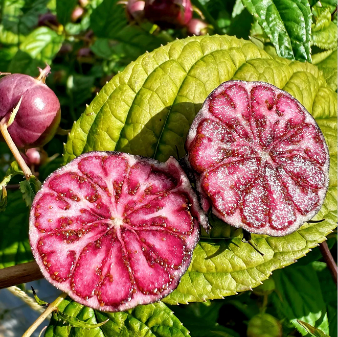 Piros gyümölcsös ginzeng magvak - pók gyümölcs