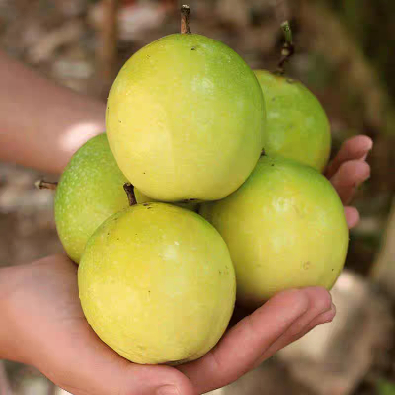 🔥HOT–🌱Sweet Passion Fruit Seeds You Can Grow Anywhere!