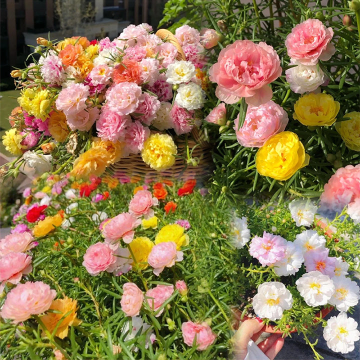 10000 db többszínű dupla szirmú napraforgómag