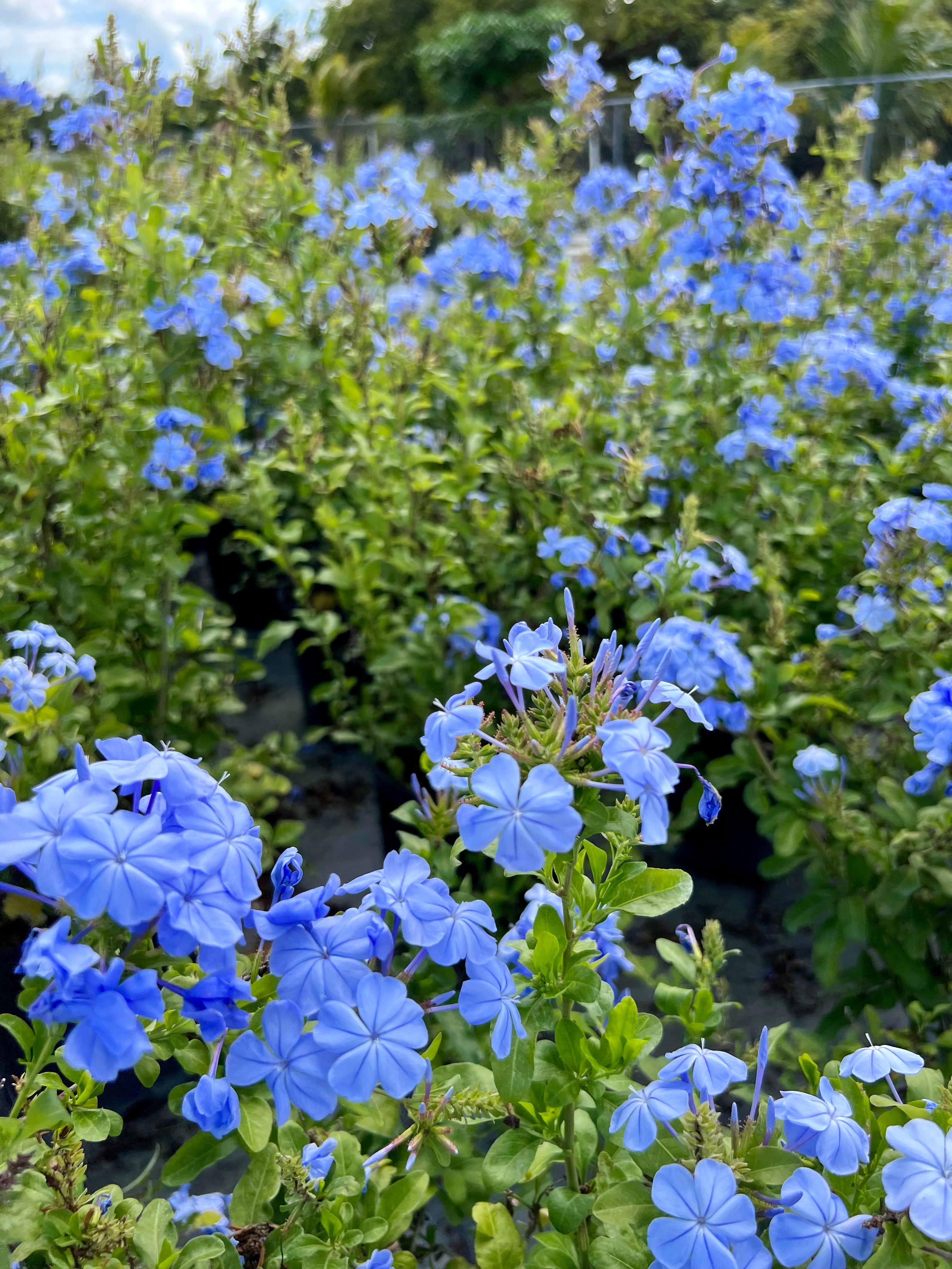 Plumbago Blue (Plumbago Auriculata 'Blue Escape')
