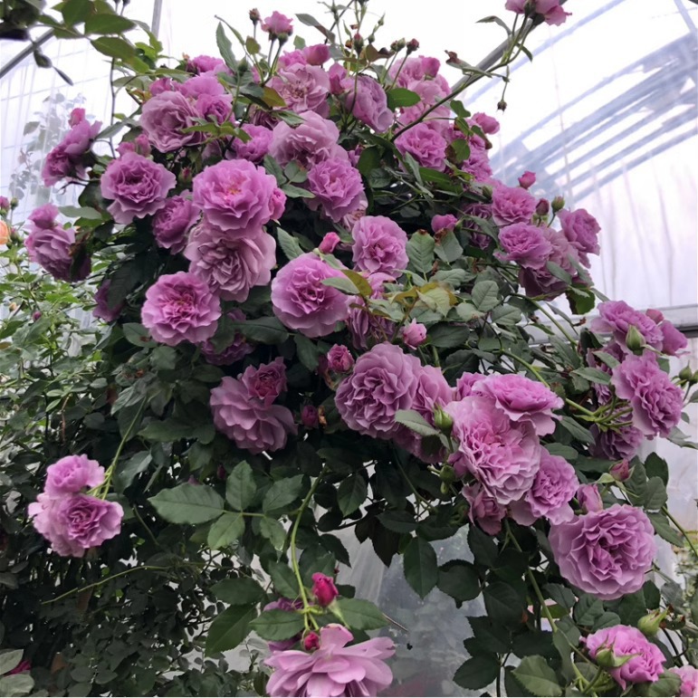 ÖrökVirágzó Kapaszkodó Rózsamagok